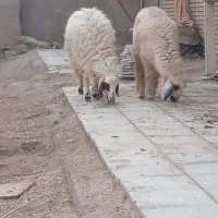 دو عدد دجیجه بازدید حمیدیه