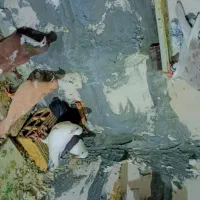 کفتر|پرنده|مشهد, امیرآباد|دیوار