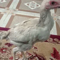 مرغ اصل لاری|حیوانات مزرعه|سراوان, |دیوار