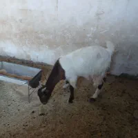 بز دوقلوزاه  سونم هرکسی داره