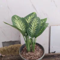 گل و گیاه دیفن باخیا|گل و گیاه طبیعی|اهواز, سیصد دستگاه|دیوار