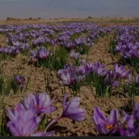 زمین زعفران در سلطان اباد نزدیک بهشت فضل