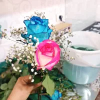 گل طبیعی رز|گل و گیاه طبیعی|شیراز, نیستان|دیوار
