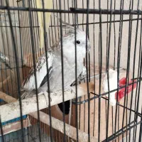 عروس هلندی|پرنده|رامیان, |دیوار