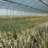 گلخانه|فروش دفتر صنعتی، کشاورزی، تجاری|خرمآباد, |دیوار