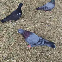 کبوتر سبز و زاغ آبادانی وچند کله سیاه ودوکت بوشهری