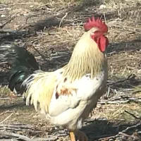 خروس محلی جوان