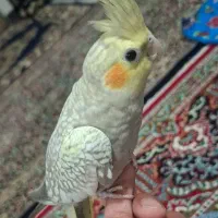 عروس هلندی نرو ماده