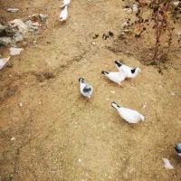 کبوتر|پرنده|دشت ذهاب, |دیوار