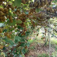 فروش زمین باغ آستارا حویق شیرآباد
