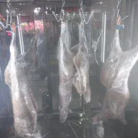 گوسفند بره گوشت مرغ|حیوانات مزرعه|سیرجان, |دیوار