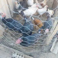 بوقلمون|حیوانات مزرعه|کوهسرخ, |دیوار