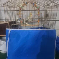 عروس هلندی مولد|پرنده|خمینی‌شهر, |دیوار