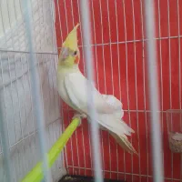 عروس هلندی نر قلدر