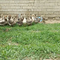 جزیره مینو جنب نیروی انتظامی