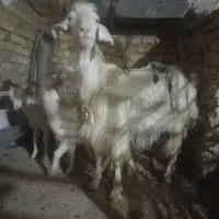 بزوبزغاله سانن|حیوانات مزرعه|تربت‌حیدریه, کلاته توکلی|دیوار