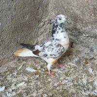 کبوتر