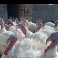 بوقلمون کاملا ارگانیک