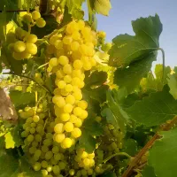 فروش انگور عسکری میمند