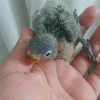 پرنده|پرنده|ملارد, |دیوار