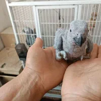 جوجه کاسکو طوطی|پرنده|نقده, |دیوار