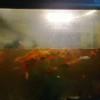 ماهی قرمز|ماهی|نجف‌آباد, شریعتی|دیوار