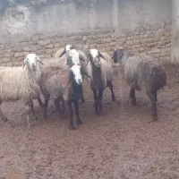 میش چاق عالی خوب|حیوانات مزرعه|رامند, |دیوار