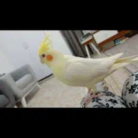 عروس هلندی نر