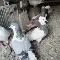 کبوتر|پرنده|مانه, |دیوار