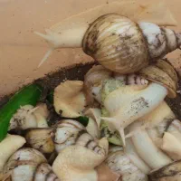 حلزون مولد تخم گذار