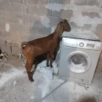 بزافغانی و ماده