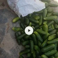 فروش خیار نوبر سالادی درشت کیلویی ۹