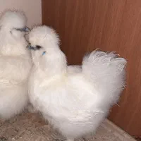 دوعدد مرغ ابریشمی