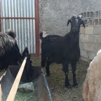 چپش و بز آبستن و کهره نر تخت|حیوانات مزرعه|مرودشت, شهرک مهدیه|دیوار