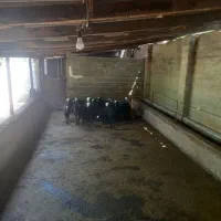 همکار برای دامداری