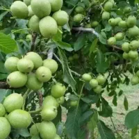 نهال اصلاح شده