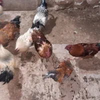 خروس|حیوانات مزرعه|خاوه, |دیوار