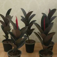 پنج عدد گلدان فیکوس - ارسال رایگان در تهران