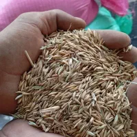 شالی|خوردنی و آشامیدنی|خان ببین, |دیوار