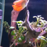 ماهی اکواریوم پلنت