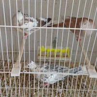 کبوتر خانگی زینتی مولد همراه جوجه|پرنده|مشهد, چهاربرج|دیوار