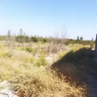 500 متر باغ.سند تک برگ.داخل بافت.ملارد|فروش زمین و ملک کلنگی|ملارد, |دیوار