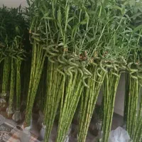 گل بامبو .گلدان یوکا