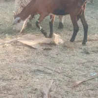 بزکهره فروشی         شهر بلوک|حیوانات مزرعه|بلوک, |دیوار