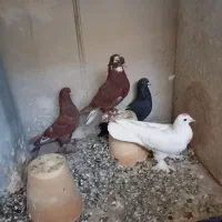 کبوتر  اوچان