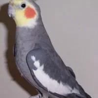 عروس هلندی گم شده