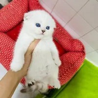 گربه های نژاد دار irancats|گربه|اهواز, بهارستان|دیوار
