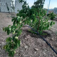 باغعلویجه-دو-کله-راه