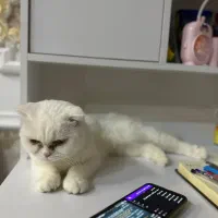 گربه برتیش اسکاتیش ماده|گربه|پرند, فاز ۴|دیوار