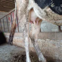 تلیسه شیری شکم اول دو دندان گاو گوساله|حیوانات مزرعه|گمیشان, |دیوار